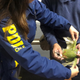 Slender billed parakeets seized by police in Chile.